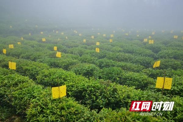 精准脱贫在安化丨黑茶飘香古梅山 绿色产业助扶贫