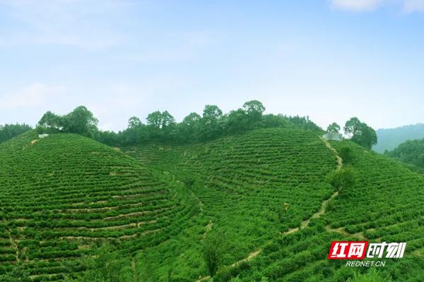 视频海报丨为什么是芙蓉山？2021安化黑茶开园节亮点有哪些？