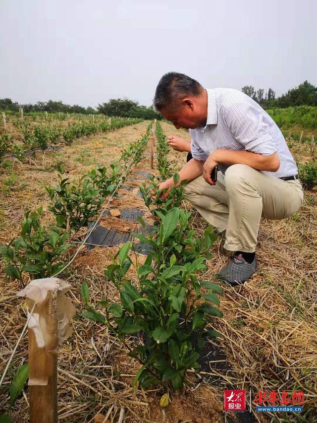湖南省茶叶产业技术体系首席专家包小村到圣谷山茶场指导生产 品评圣谷山茯茶：创新制作黑茶，具有日照地域香