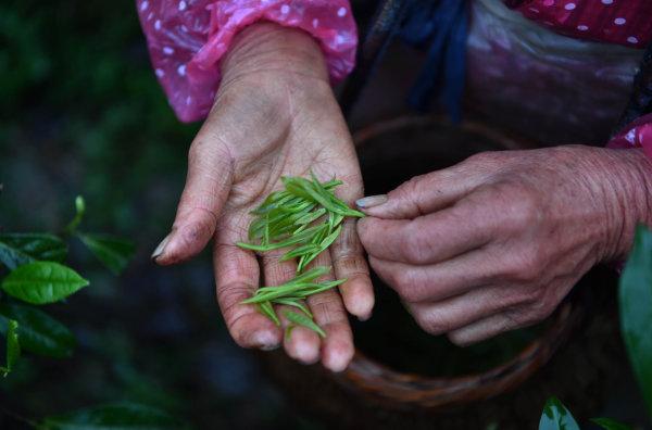安化黑茶、保靖黄金茶再次“出圈”湖南获批筹建2个国家地理标志产品保护示范区