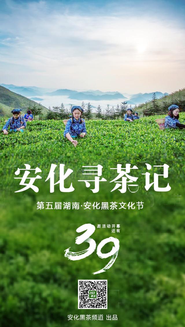 第五届湖南·安化黑茶文化节筹备工作有序推进
