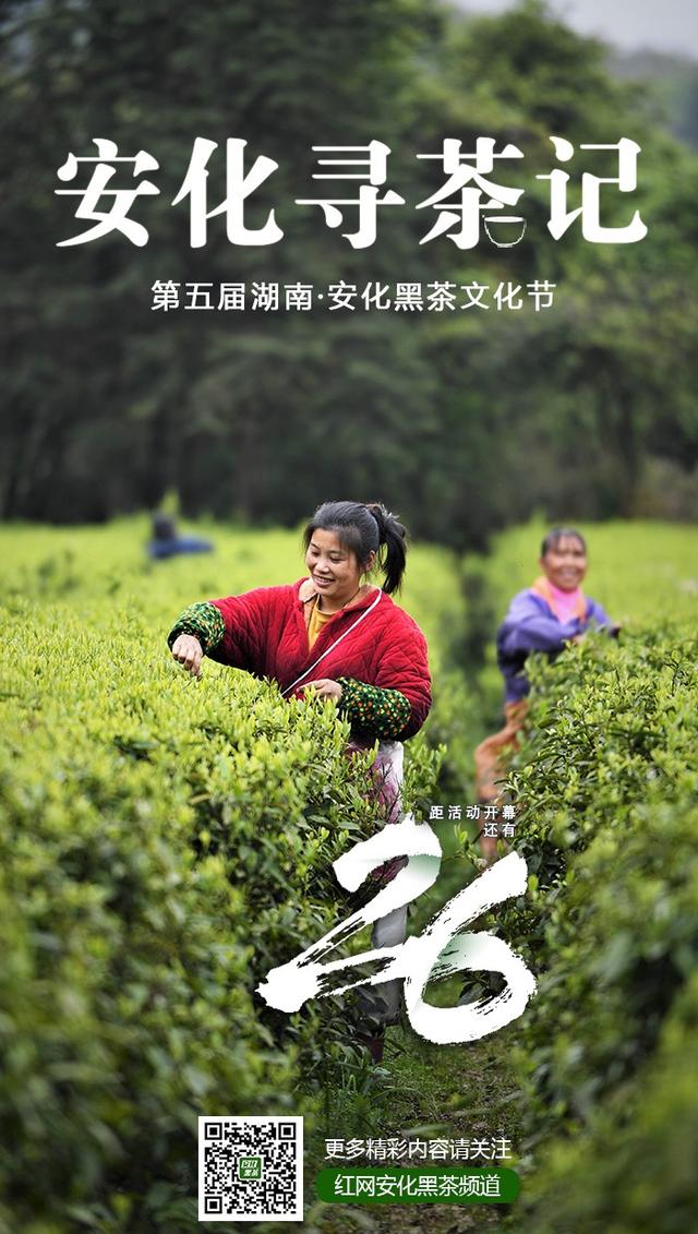 茶说安化⑦｜向凤龙：贡茶传人做起“新”安化黑茶