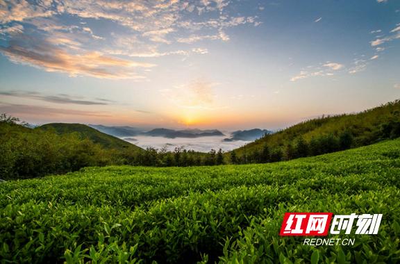 最新丨安化黑茶产业发展概述——第五届湖南·安化黑茶文化节