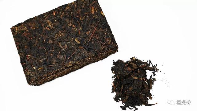 从消化健康到肠道微生态健康，探寻中国黑茶开发的新视角